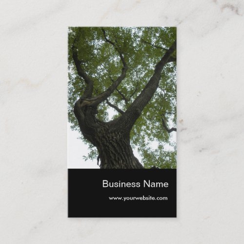 Nature/Evergreen Camphor Tree Business Card Template