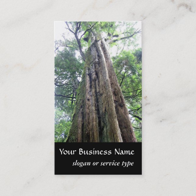 Nature/Evergreen Old Tall Tree Naturalist  Business Card (Front)
