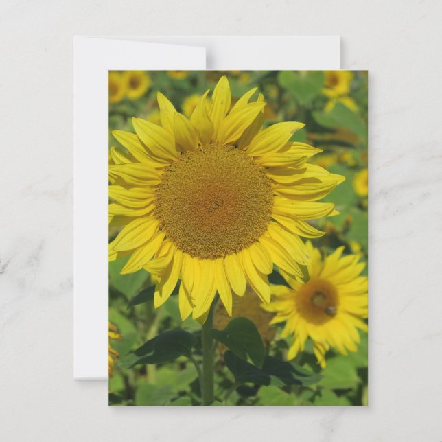 nature, flower, summer, sunflower, blossom, floral (Front)