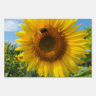 nature, flower, summer, sunflower, blossom, floral sign