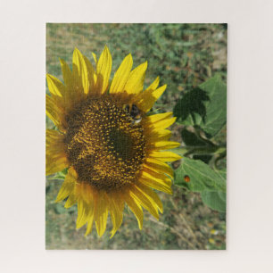 nature, flower, summer, sunflower, blossom, jigsaw puzzle