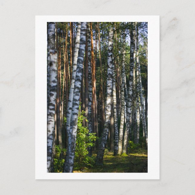 Nature Forest Birch Trees Green Landscape Postcard (Front)