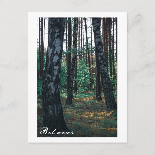 Nature Forest Birch Trees Landscape Belarus Postca Postcard (Front)