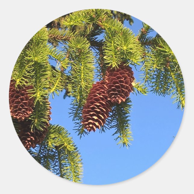 Nature forest photo sticker with branches (Front)