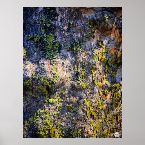nature forest woods tree trunk poster