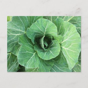 Nature Green Cabbage Postcard by fotoplus at Zazzle