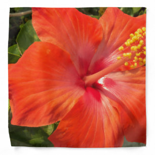 nature, hibiscus, flower, summer, floral, tropical bandana