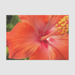 nature, hibiscus, flower, summer, floral, tropical tissue paper