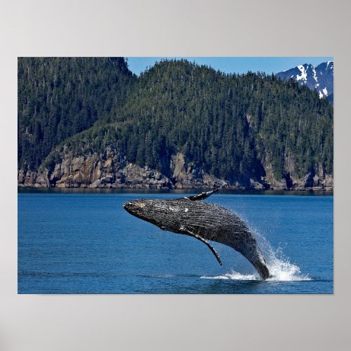 Nature Humpback Whale Wildlife Photo Poster