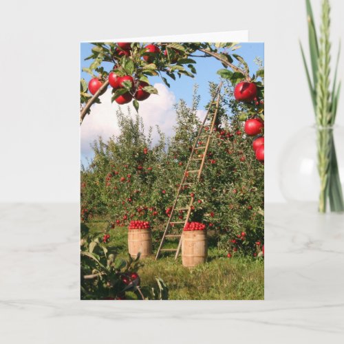 Nature Inspirations Apple Orchard Greeting Cards
