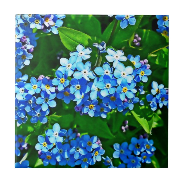 Nature Inspirations Bright Blue Forget Me Nots  Ceramic Tile (Front)