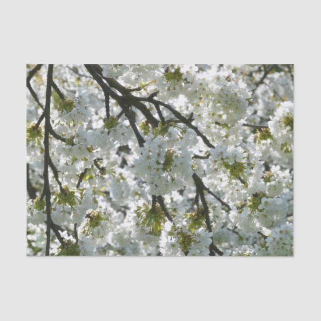 Nature Inspirations Cherry Blossoms Tissue Paper (Front)
