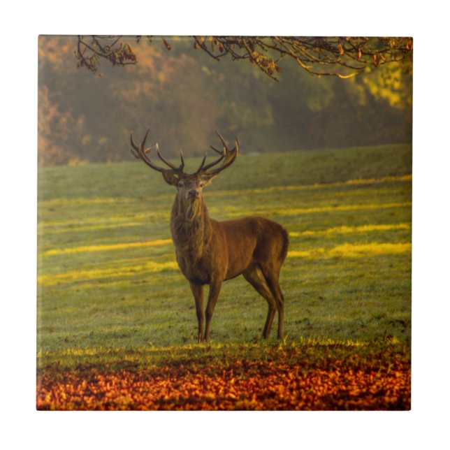 Nature Inspirations Regal Buck Ceramic Tile (Front)