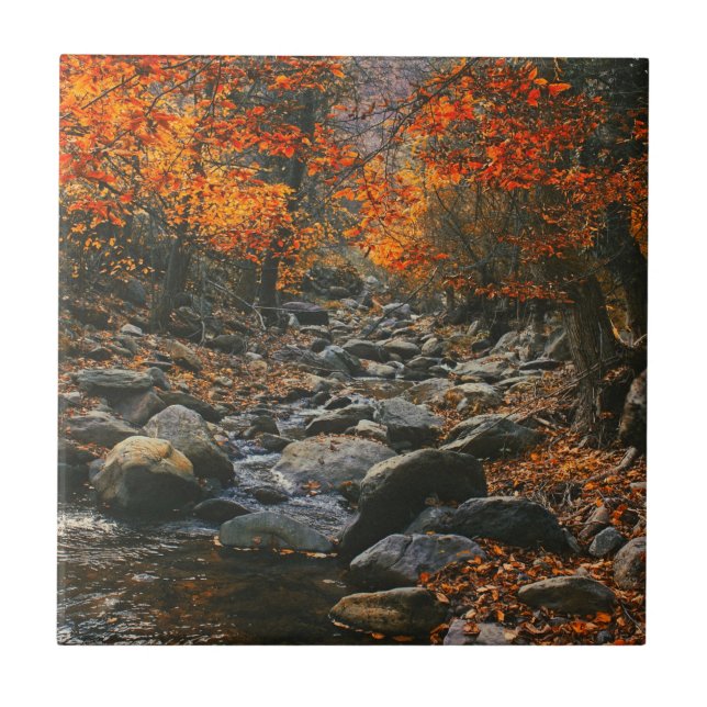 Nature Inspirations Romania, Autumn Forest Ceramic Tile (Front)