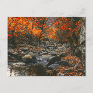 Nature Inspirations Romania, Autumn Forest Postcard