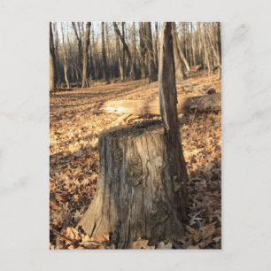 Nature Is Calling Postcard