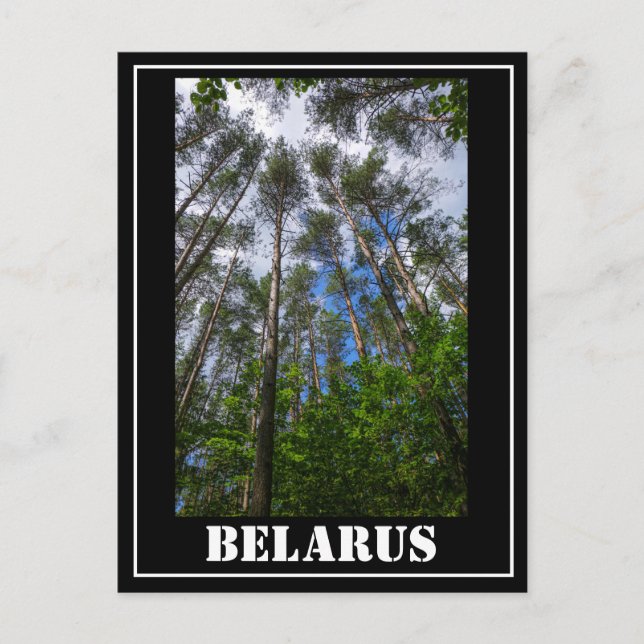 Nature Landscape Look Up Forest Belarus Postcard (Front)