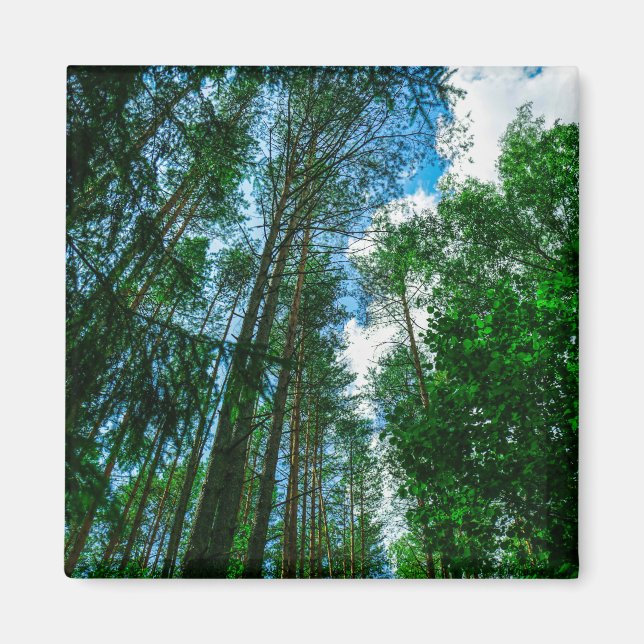 Nature Landscape Scenery Forest Belarus Magnet (Front)