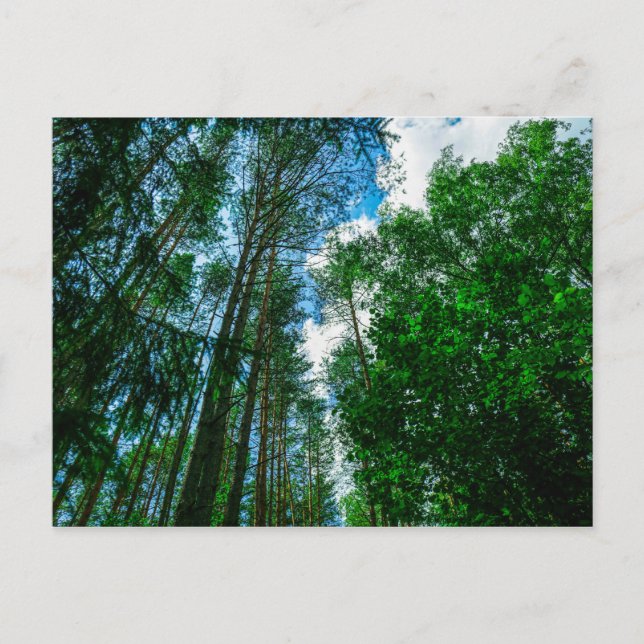 Nature Landscape Scenery Forest Belarus Postcard (Front)