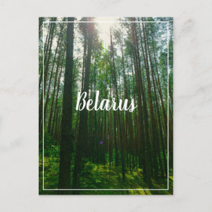 Nature Landscape Scenery Forest Belarus Postcard