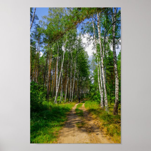 Nature Landscape Scenery Forest Birch Belarus Poster (Front)