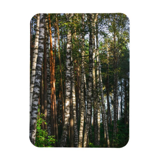 Nature Landscape Scenery Forest Birch Trees Magnet (Vertical)