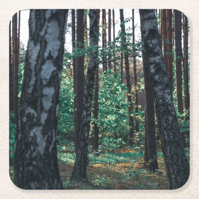 Nature Landscape Scenery Forest Birch Trees Square Paper Coaster (Front)