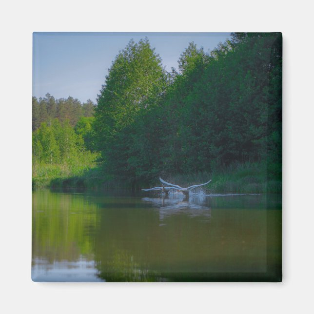 Nature Landscape Scenery Swans Flying  Magnet (Front)