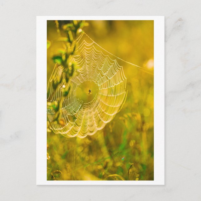 Nature Landscape Spider Spiderweb Postcard (Front)
