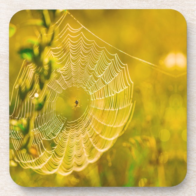 Nature Landscape Spider Spiderweb Sunlight  Beverage Coaster (Front)