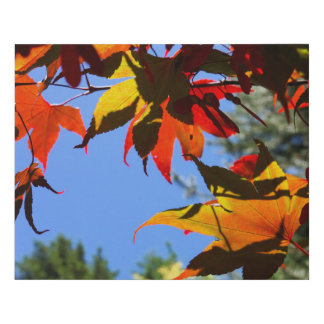 Nature Landscape Wall Art Colorful Maple Leaves