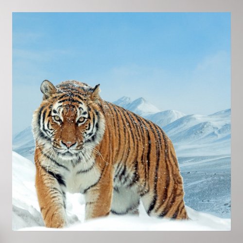 Nature Mountains Tiger Winter Snow Photo Poster