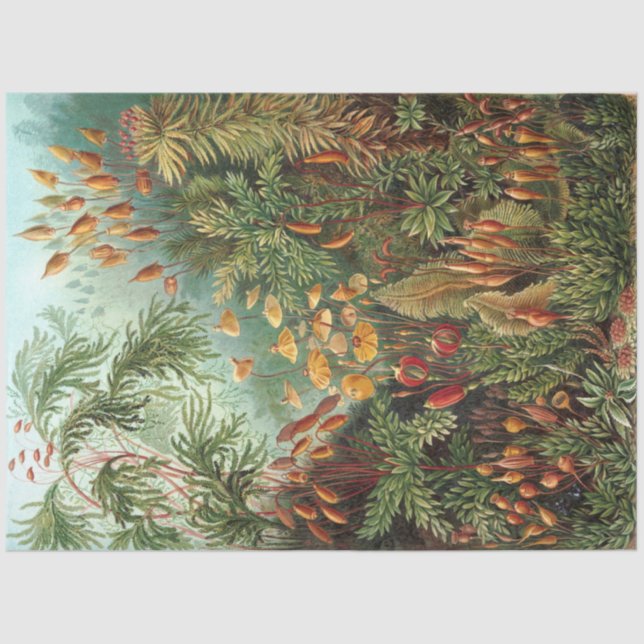 Nature Muscinae Ernst Haeckel  Decoupage Tissue Paper (Front)