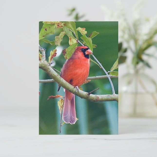 Nature note cards Cardinal Bird cards (Standing Front)