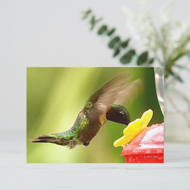 Nature note cards Hummingbird cards (Standing Front)