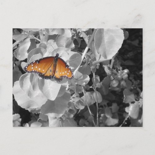 Nature Orange Monarch Butterfly Black and White Postcard