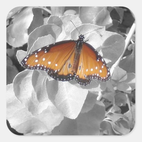 Nature Orange Monarch Butterfly Photo Black White Square Sticker