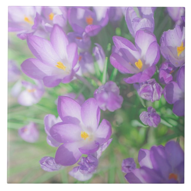 Nature Pale Purple Pastel Crocus Flowers Floral Ceramic Tile (Front)