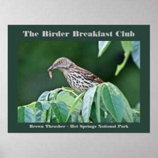 Nature Photography Brown Thrasher Birder Card Poster