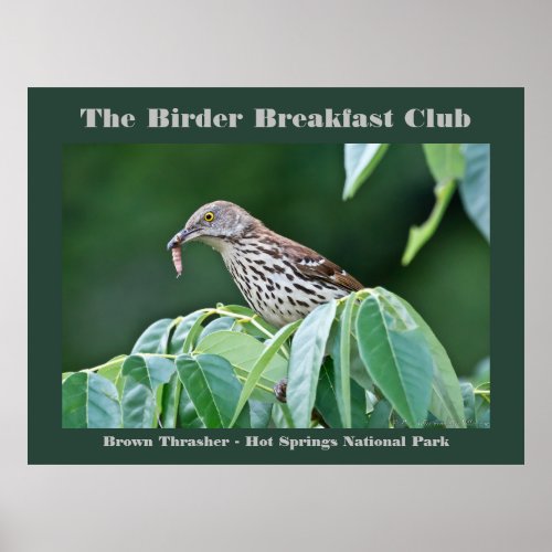 Nature Photography Brown Thrasher Birder Card Poster