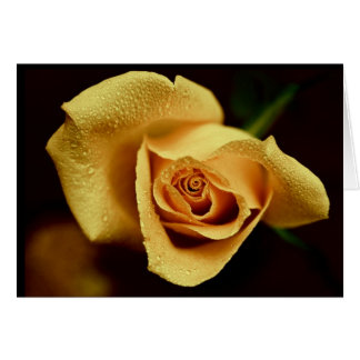 Nature Photography Cards