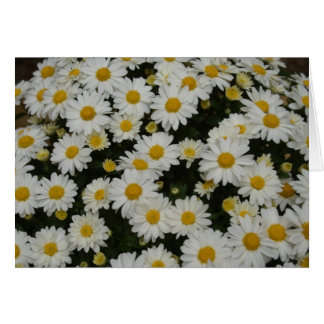 Nature Photography Cards