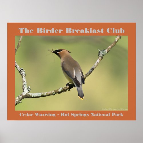 Nature Photography Cedar Waxwing Birder Poster