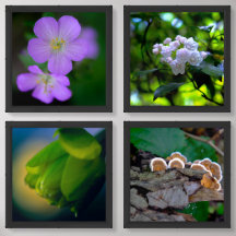 Nature Photography Celebrate Spring Growth