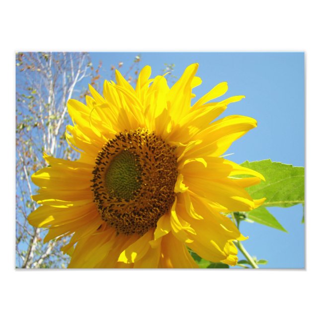 Nature Photography Fine Art Prints Sunflowers (Front)