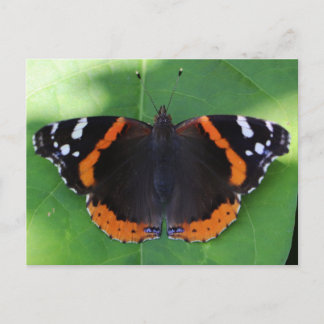 Nature Photography for Garden and Insect Lovers Postcard