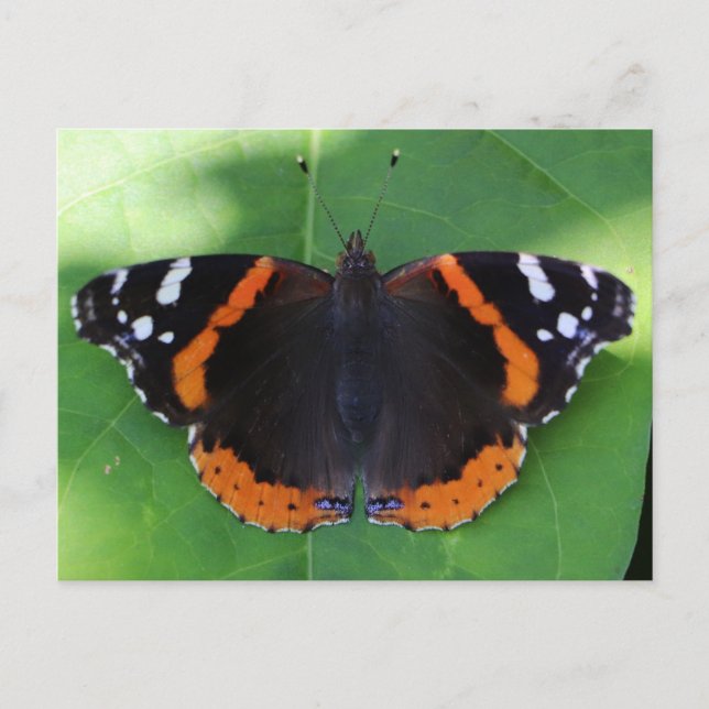 Nature Photography for Garden and Insect Lovers Postcard (Front)