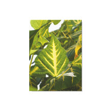Nature Photography Green Leaf Texture Golden Veins