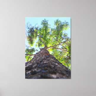 Nature Photography of a Majestic Old Growth Tree Canvas Print