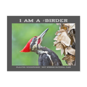 Nature Photography Pileated Woodpecker Birder Card